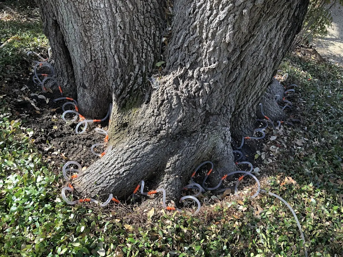 Detailed Tree Cabling and Bracing job site in Lookout Mountain