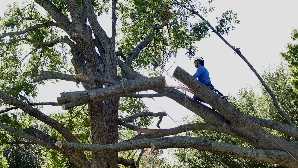 Professional Crown Thinning performed by certified arborists in Lookout Mountain